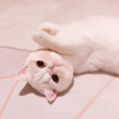 Hani Fitria avatar